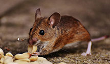 24 Hour & Emergency Exterminators in Merritt Island, FL
